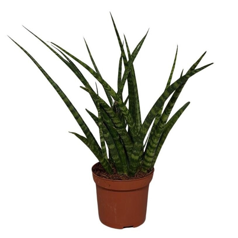 Sansevieria Cylindrica Fernwood, D 9