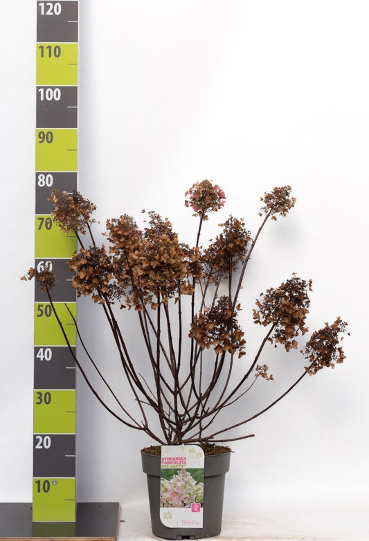 Hydrangea paniculata 'Bee Happy' C 4,6, D 23