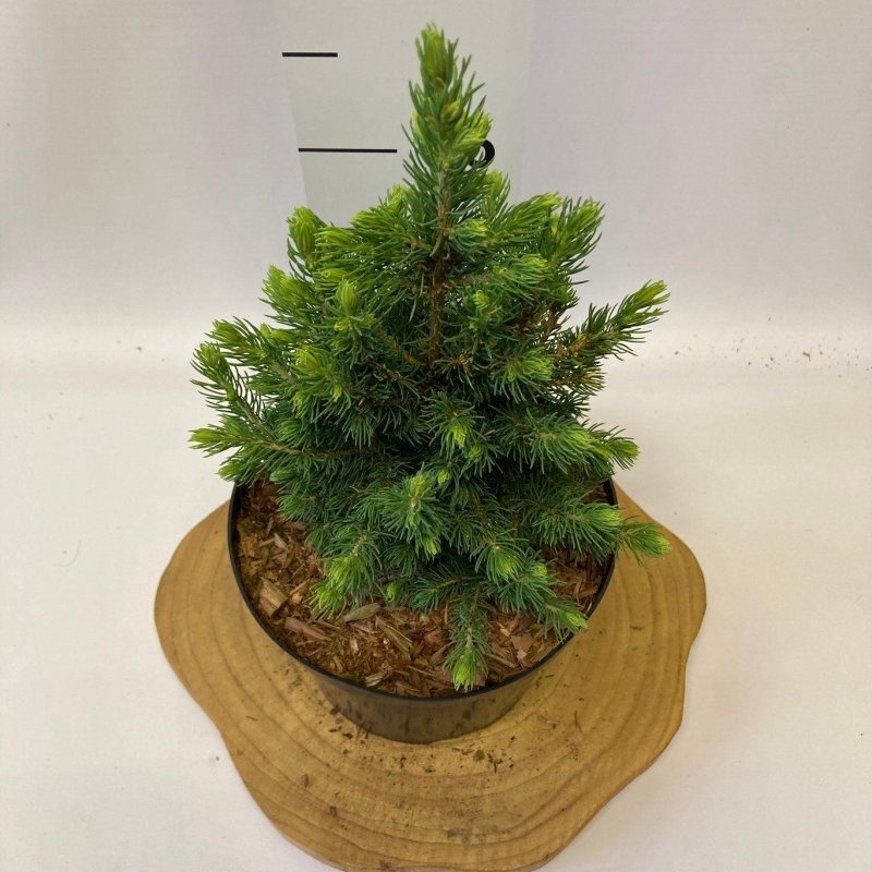 Picea gl. 'Daisy's White', D 18