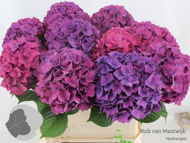 Гортензия Родео Перпл 80, шт.