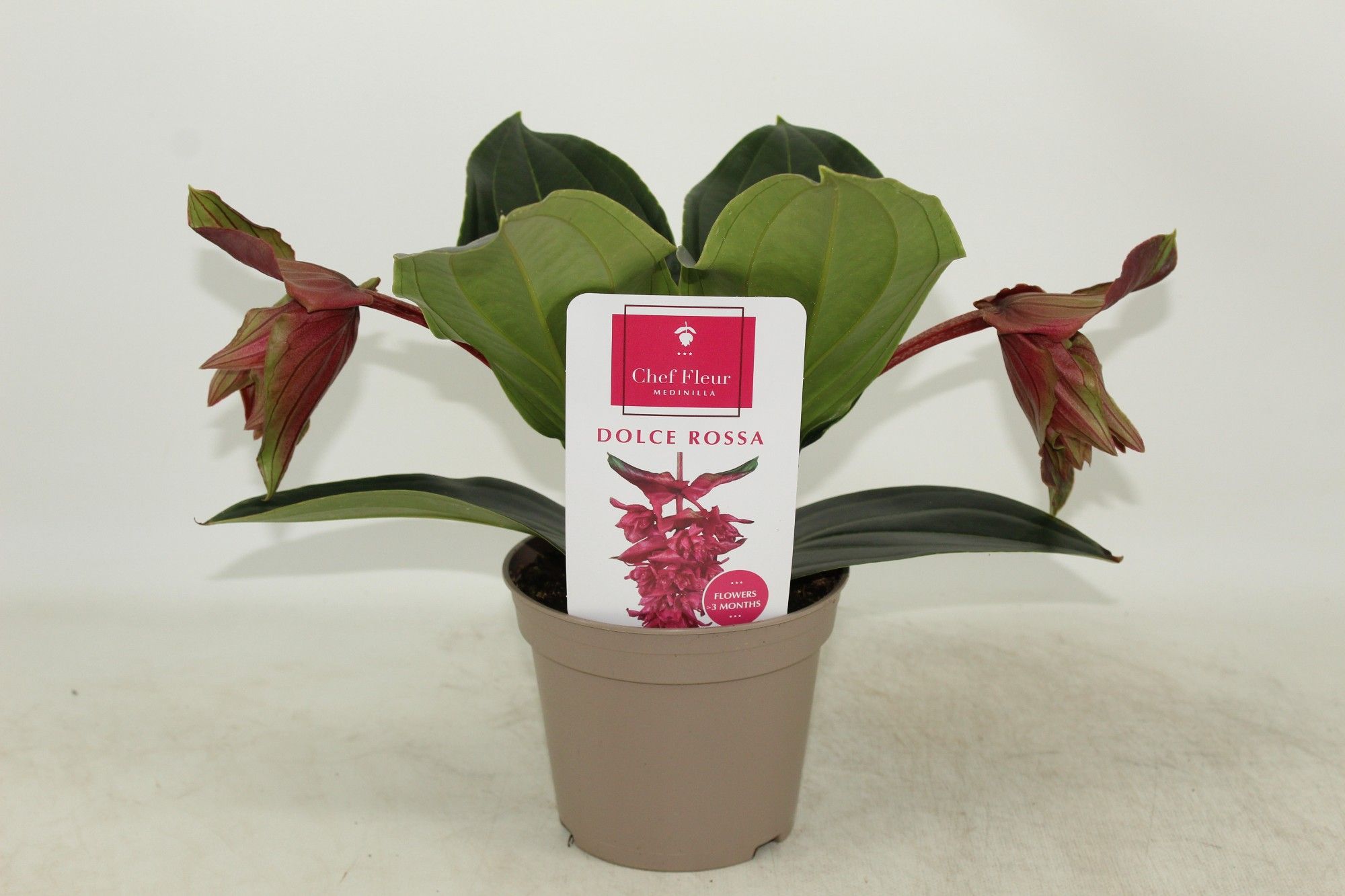 Piccolini Dolce Rossa 2 knop (Medinilla 1 etage), D 14