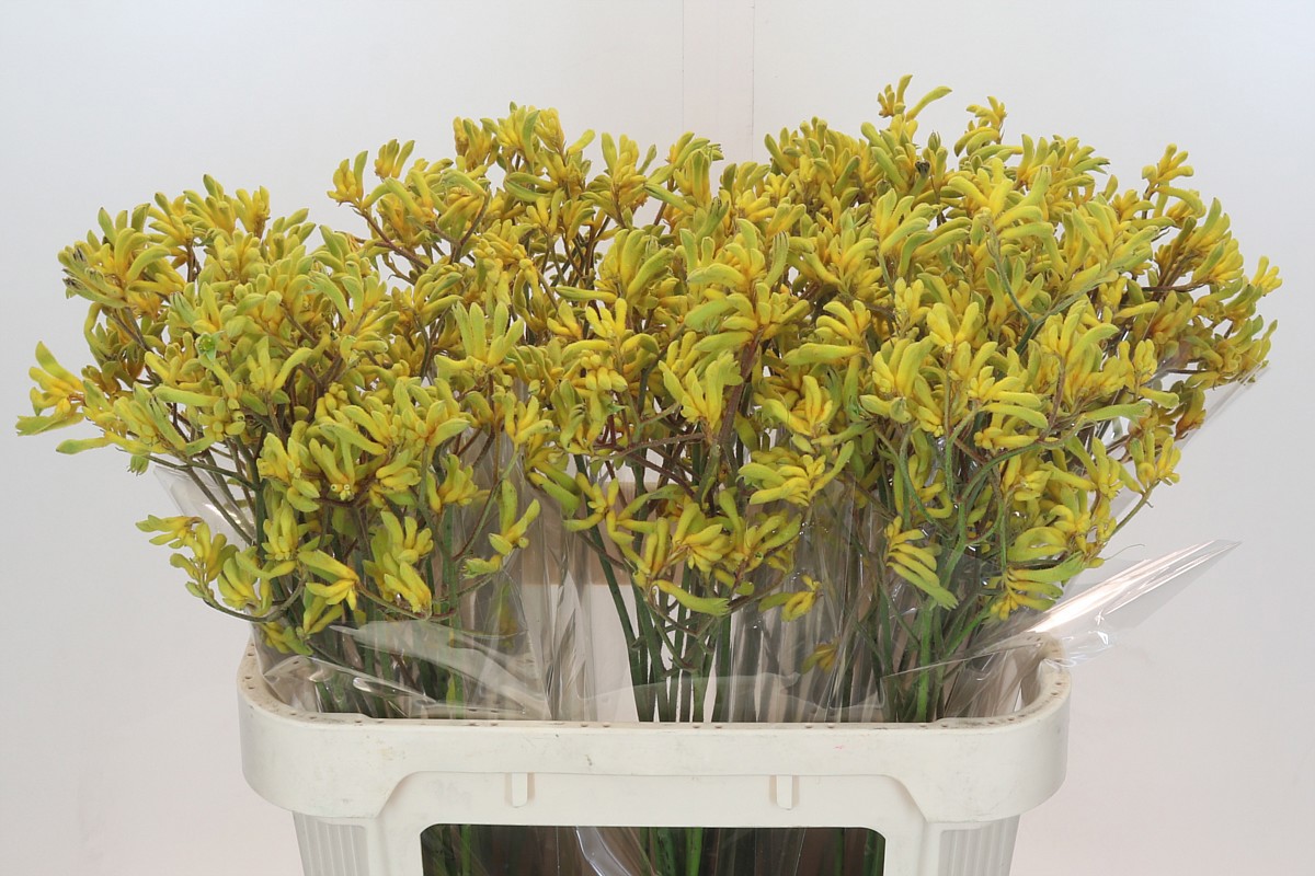 Анигозантус Баш Даун 80, шт.