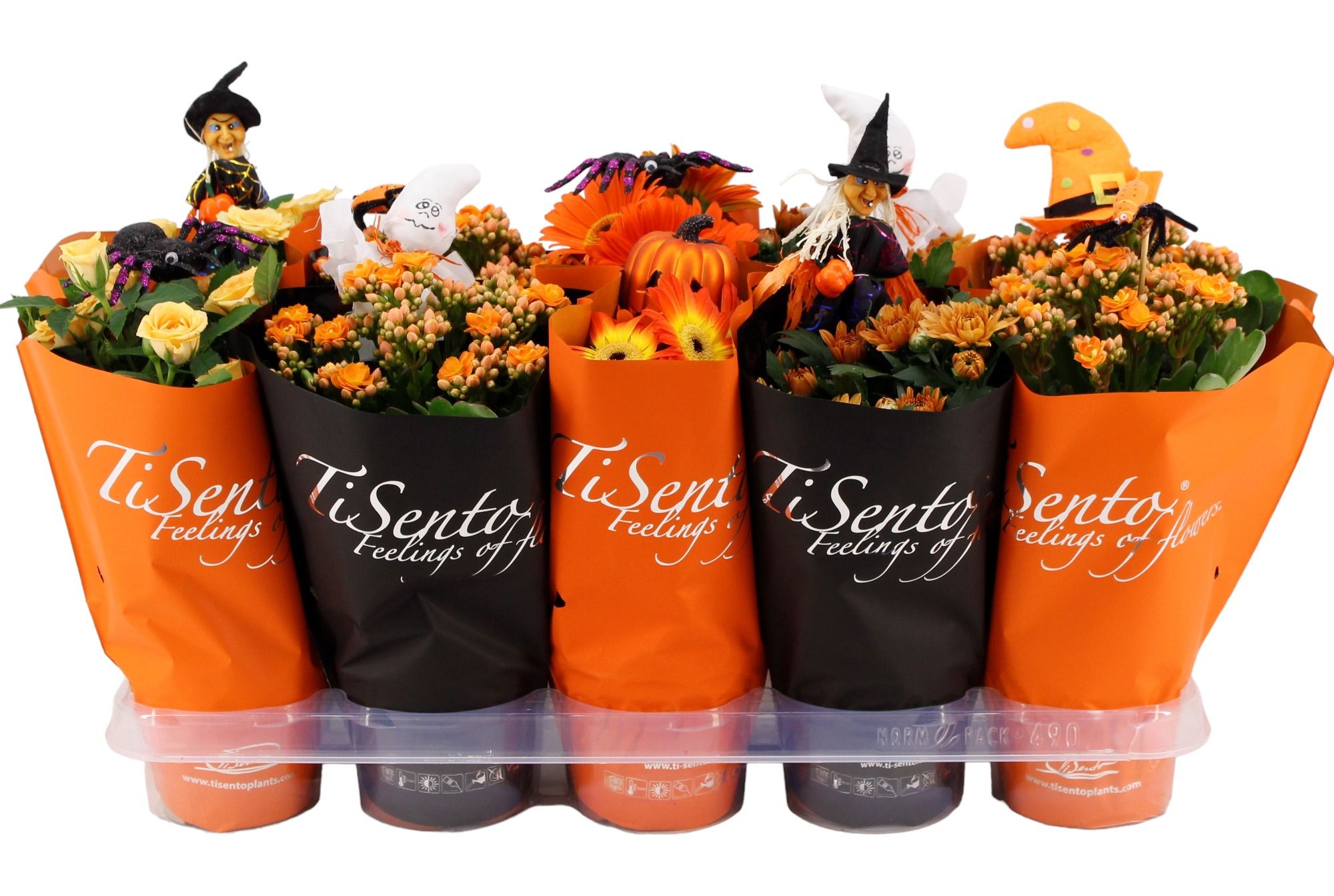 Bloeimix 12 cm Oranje + Halloween Bijsteker, D 12 cm Bloeimix 12 cm Oranje + Halloween Bijsteker, D 12 cm