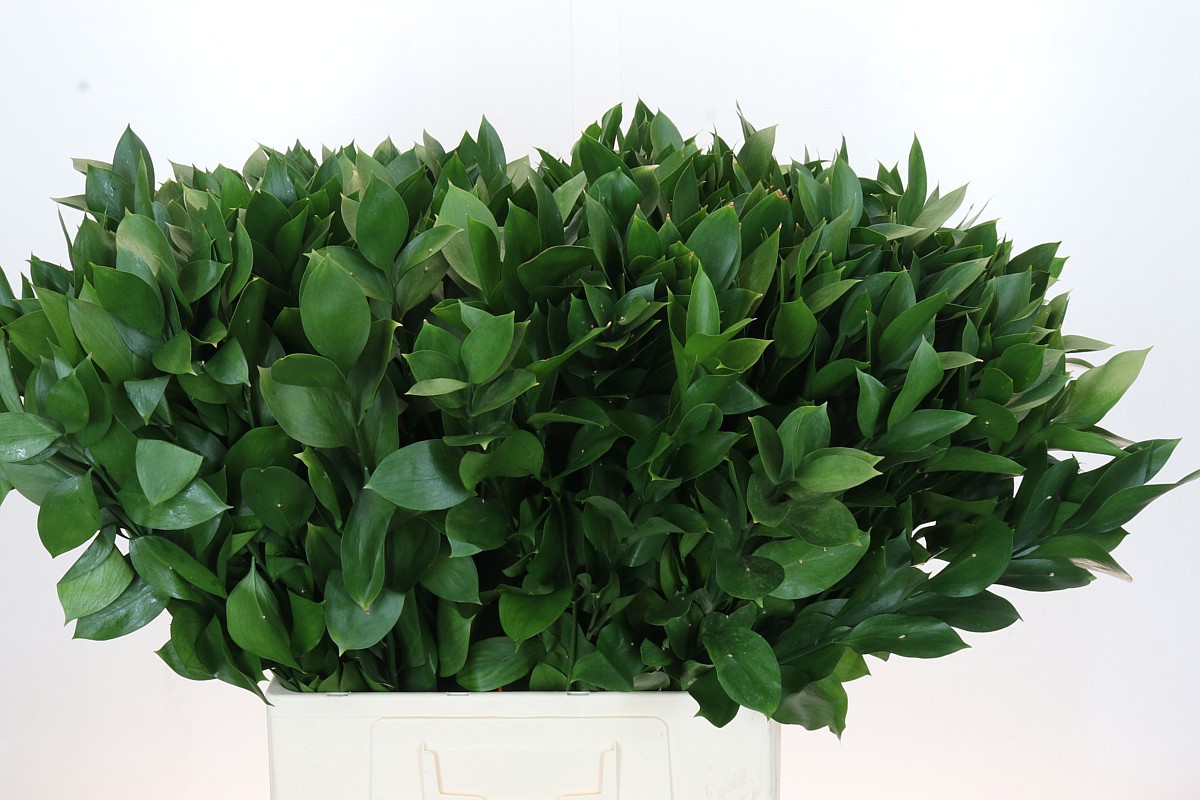 Рускус Израильский 70 (зел.), шт.