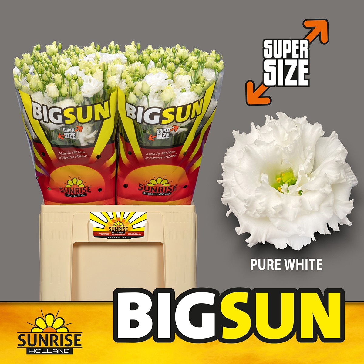 Эустома Алисса Пьюр Вайт 65 (бел.), шт.