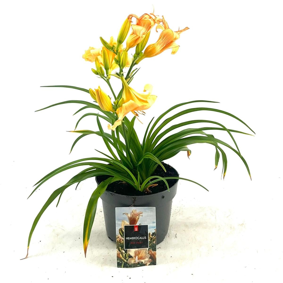 Hemerocallis 'Mini Pearl', D 17 cm