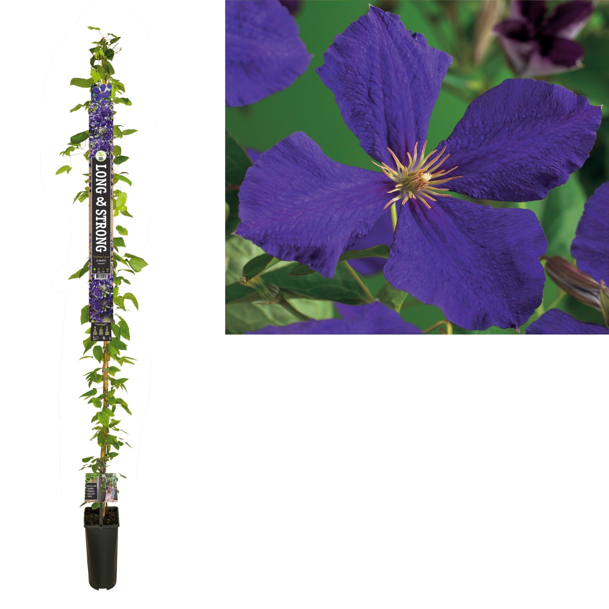 Clematis 'Jackmanii' +Long & strong label, D 23