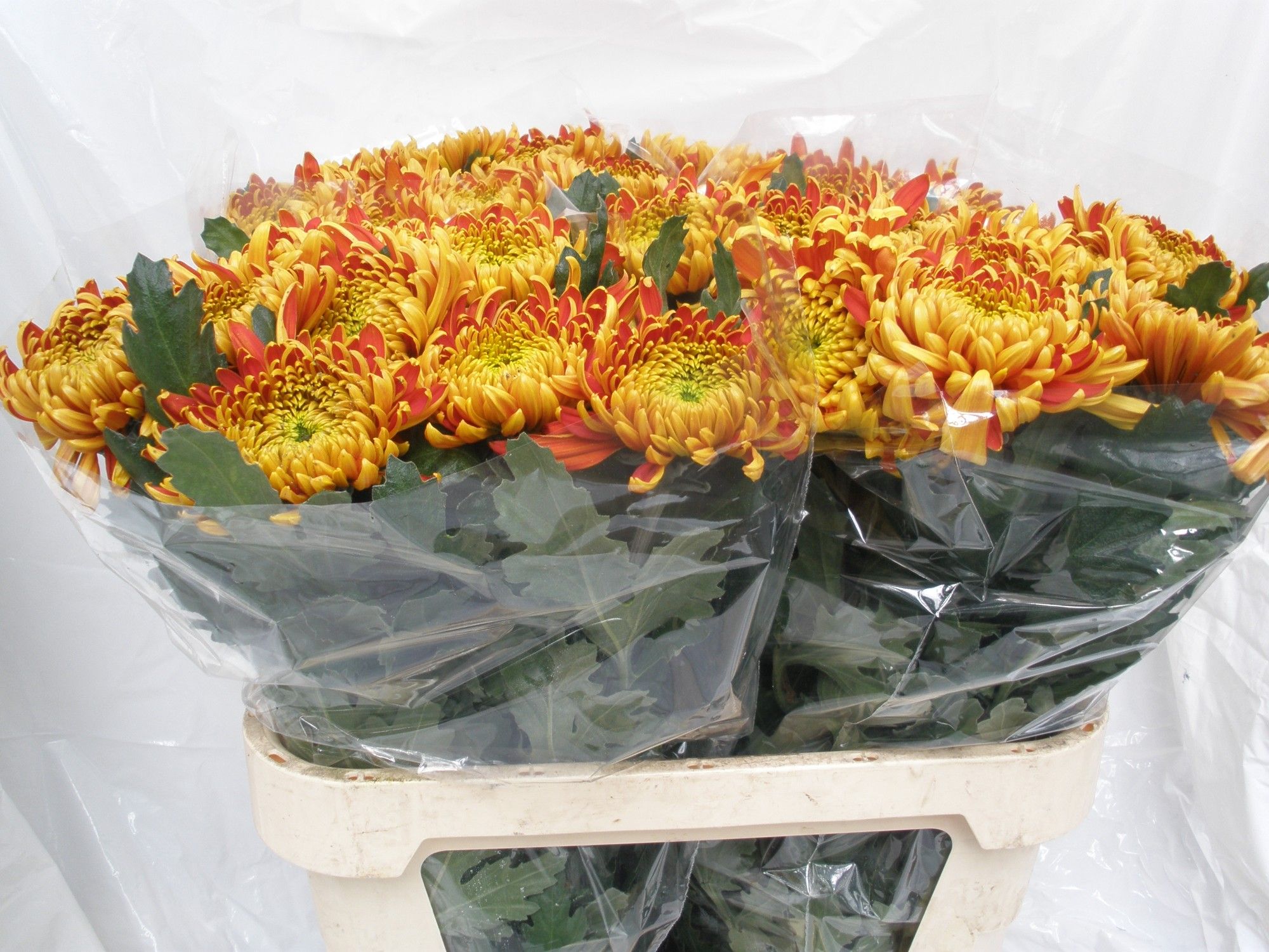 Хризантема од. Том Пирс Дарк 80, шт.