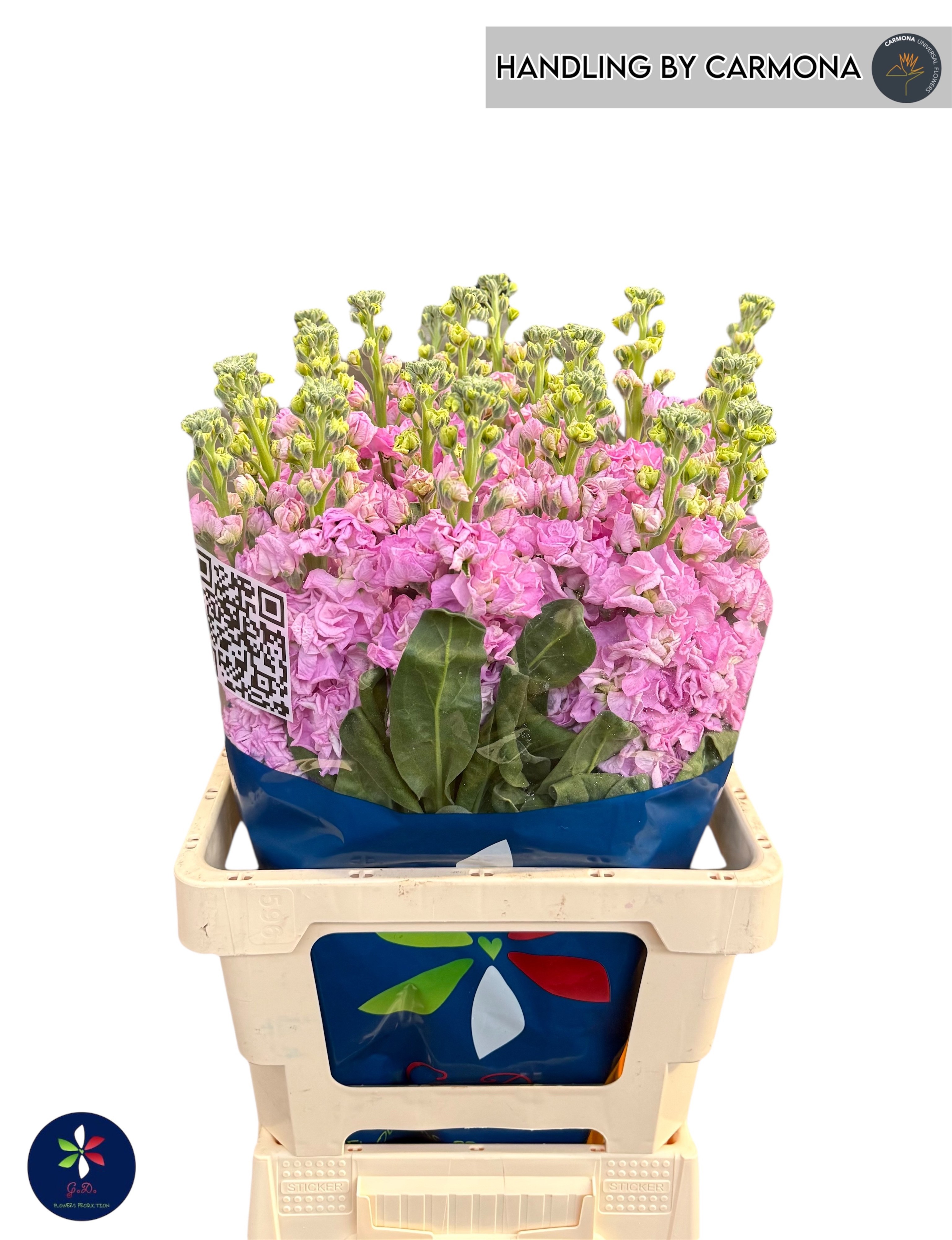 Маттиола од. Айрон Пинк 65, шт. Маттиола од. Айрон Пинк 65, шт.