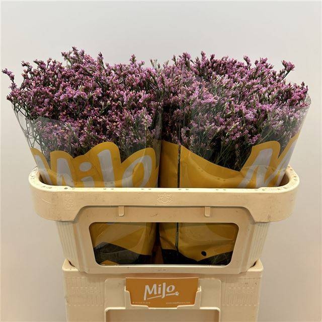 Лимониум Анушка Даймонд 70, шт.