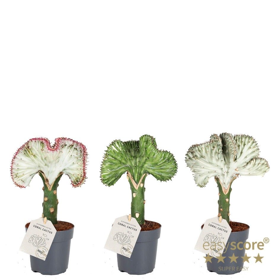 EUPHORBIA LACTEA 'Mix', D 11