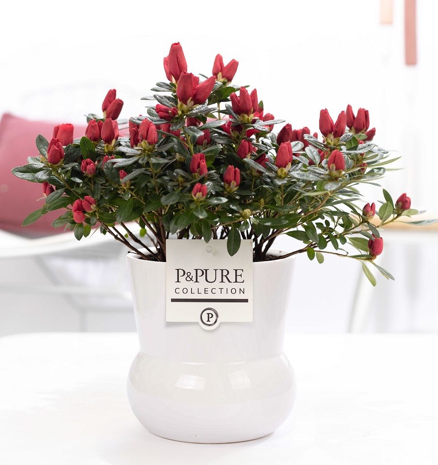 1st class Azalea red in P&PURE Plant Vase Maxima white, D 12