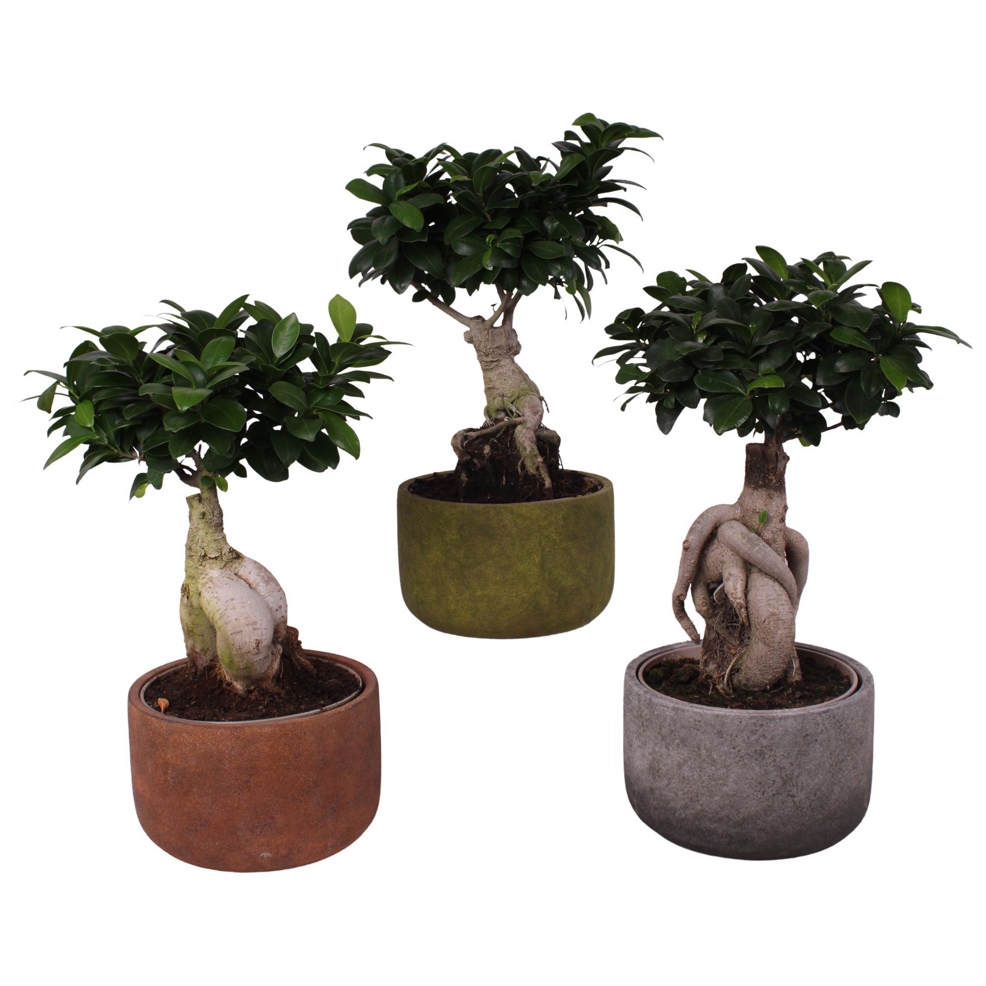 Ficus m. Ginseng Ball Shape Ø15cm in Ø18cm Ceramic NT467, D 18