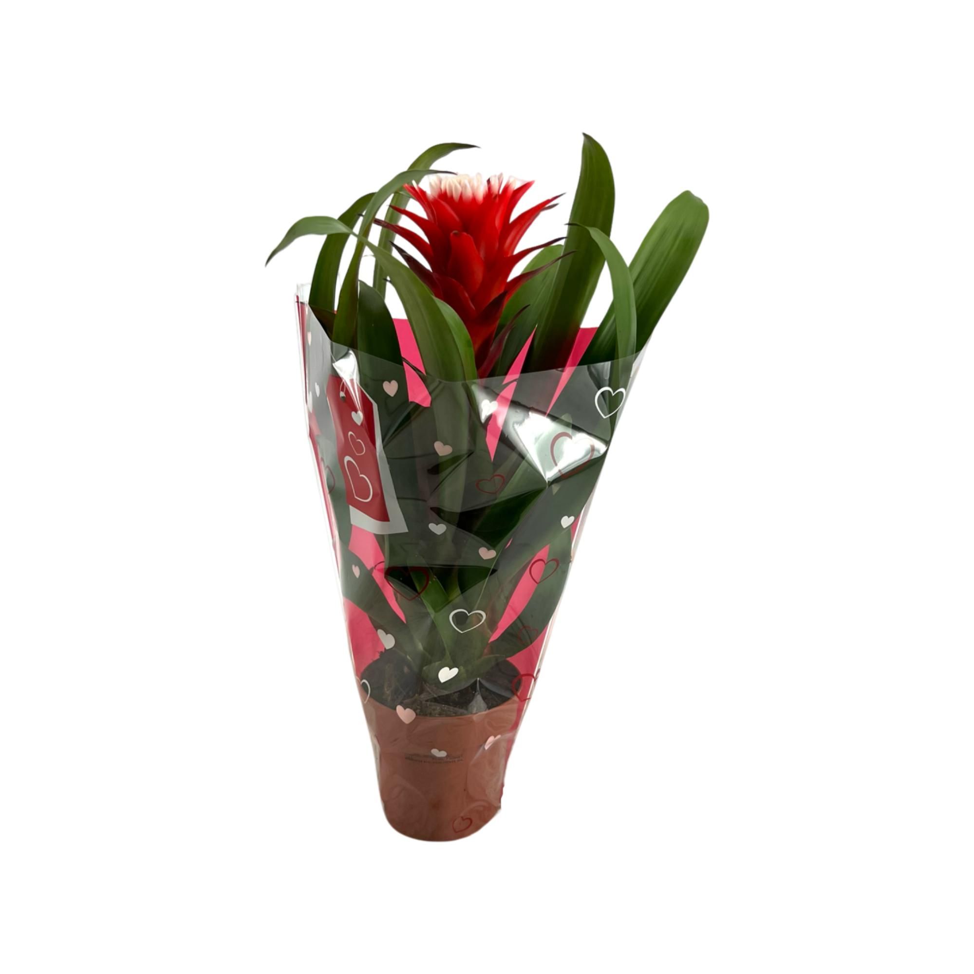 Guzmania Hope Hartenhoes, D 12