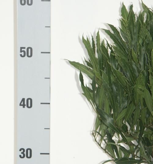 Laurus nobilis 'Angustifolia' Bol D50 Speciale Vlaamse Laurier, D 34