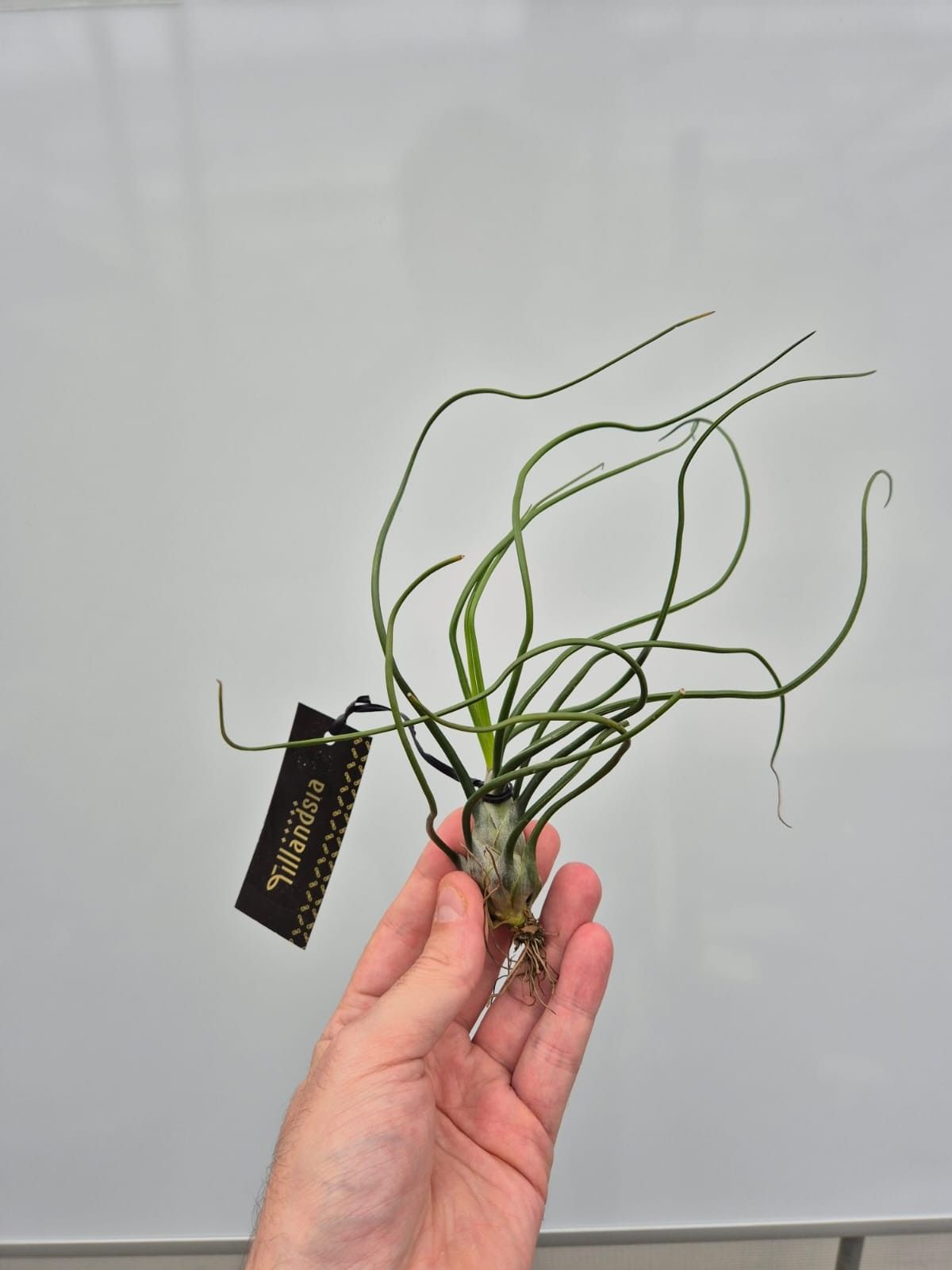 Tillandsia Bulbosa XL met Label, D 18