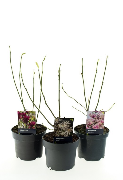 Magnolia P19 mix 3 tak, D 19
