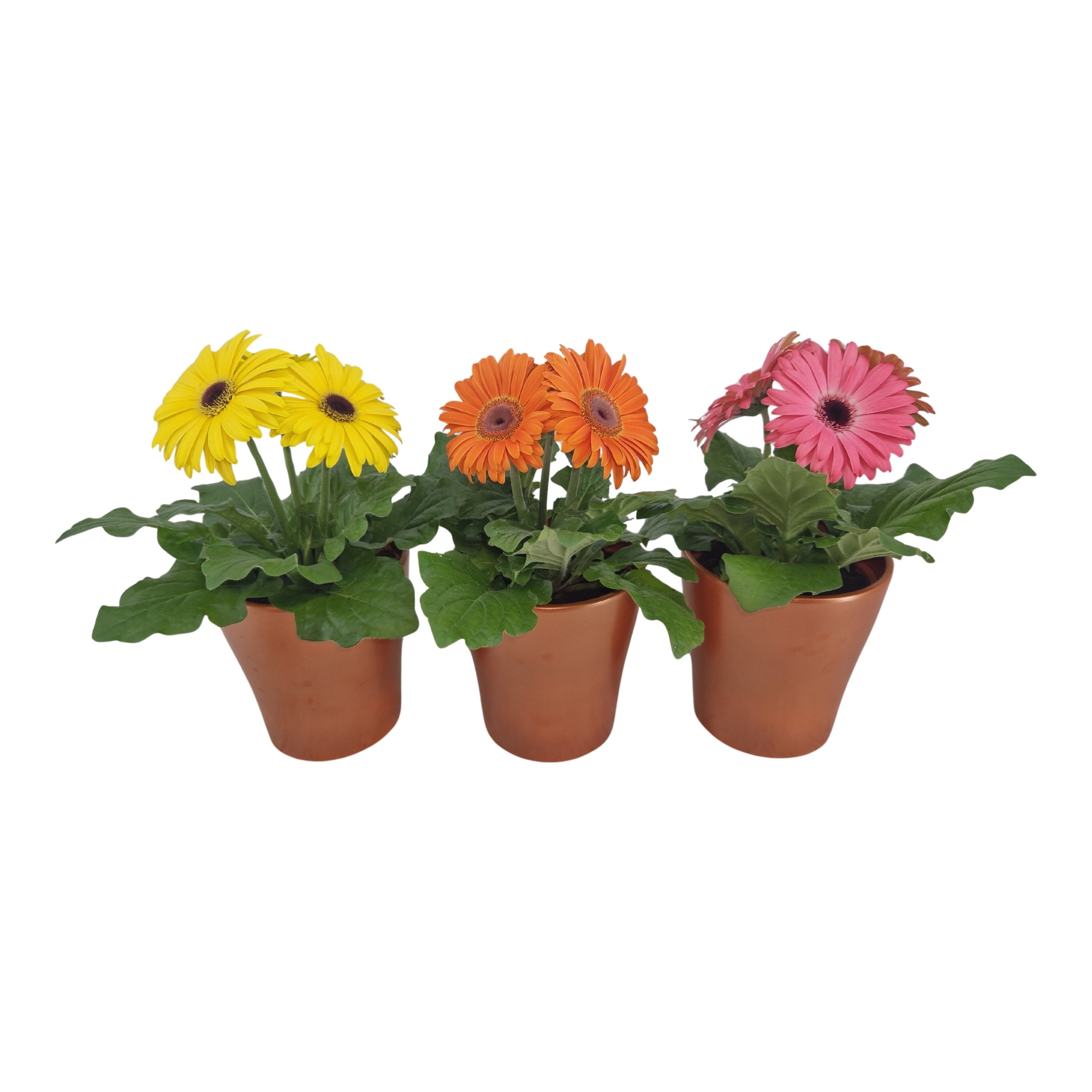Gerbera 2+ bl in stefanie brons keramiek, D 12