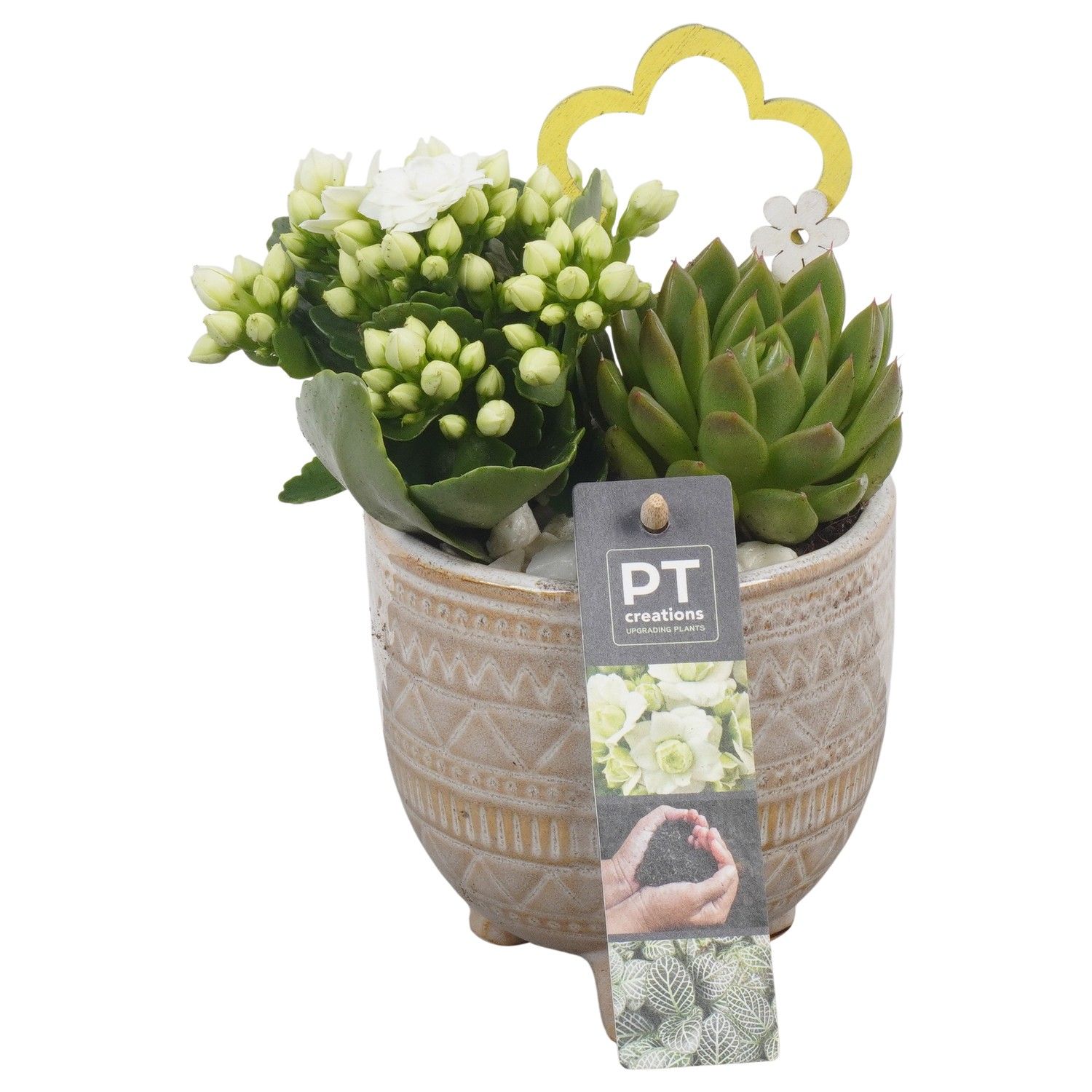 PTIB6415 Arrangement Indoor in keramiek pot, D 10 cm PTIB6415 Arrangement Indoor in keramiek pot, D 10 cm