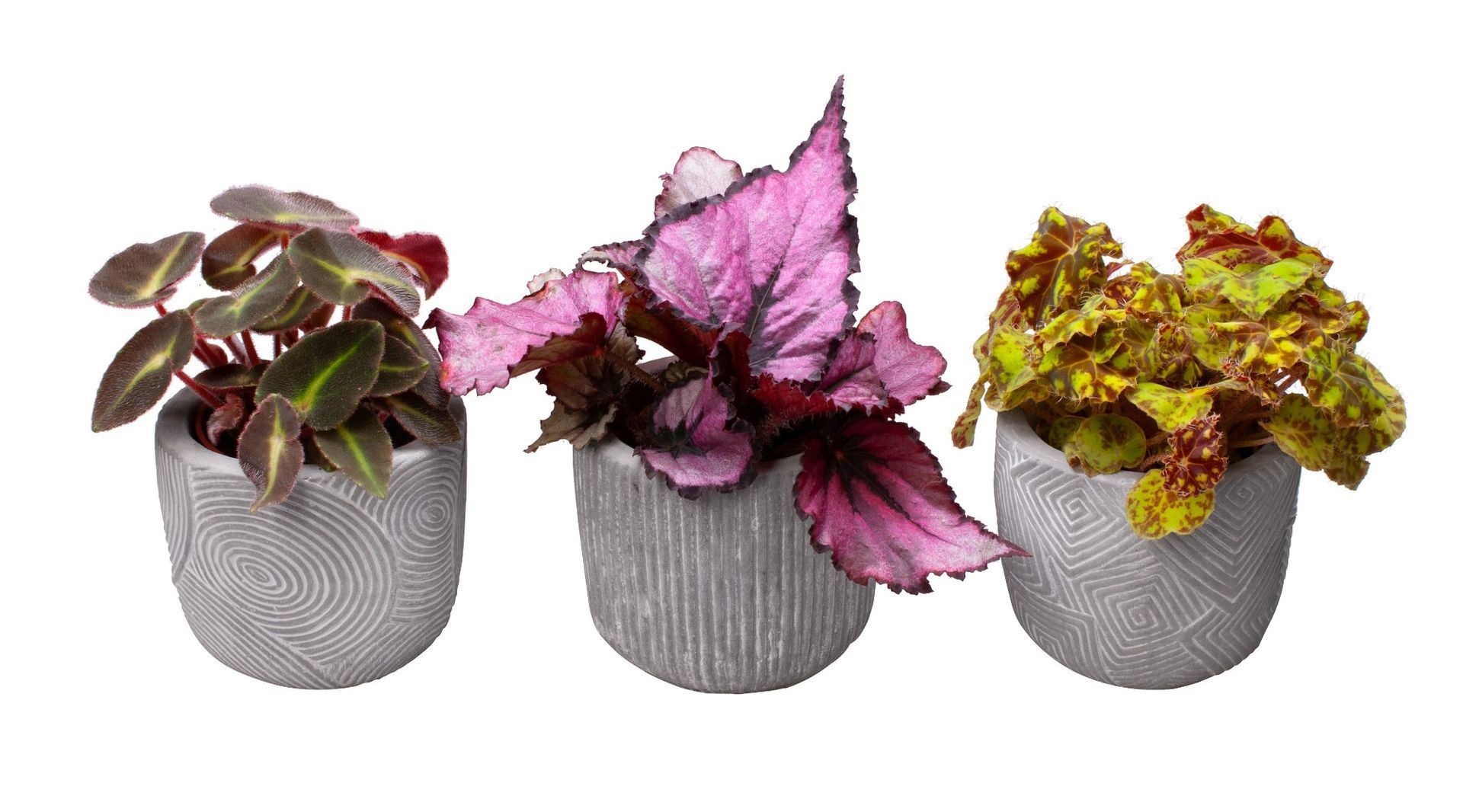 L 65469 with Begonia Rex mix, D 6