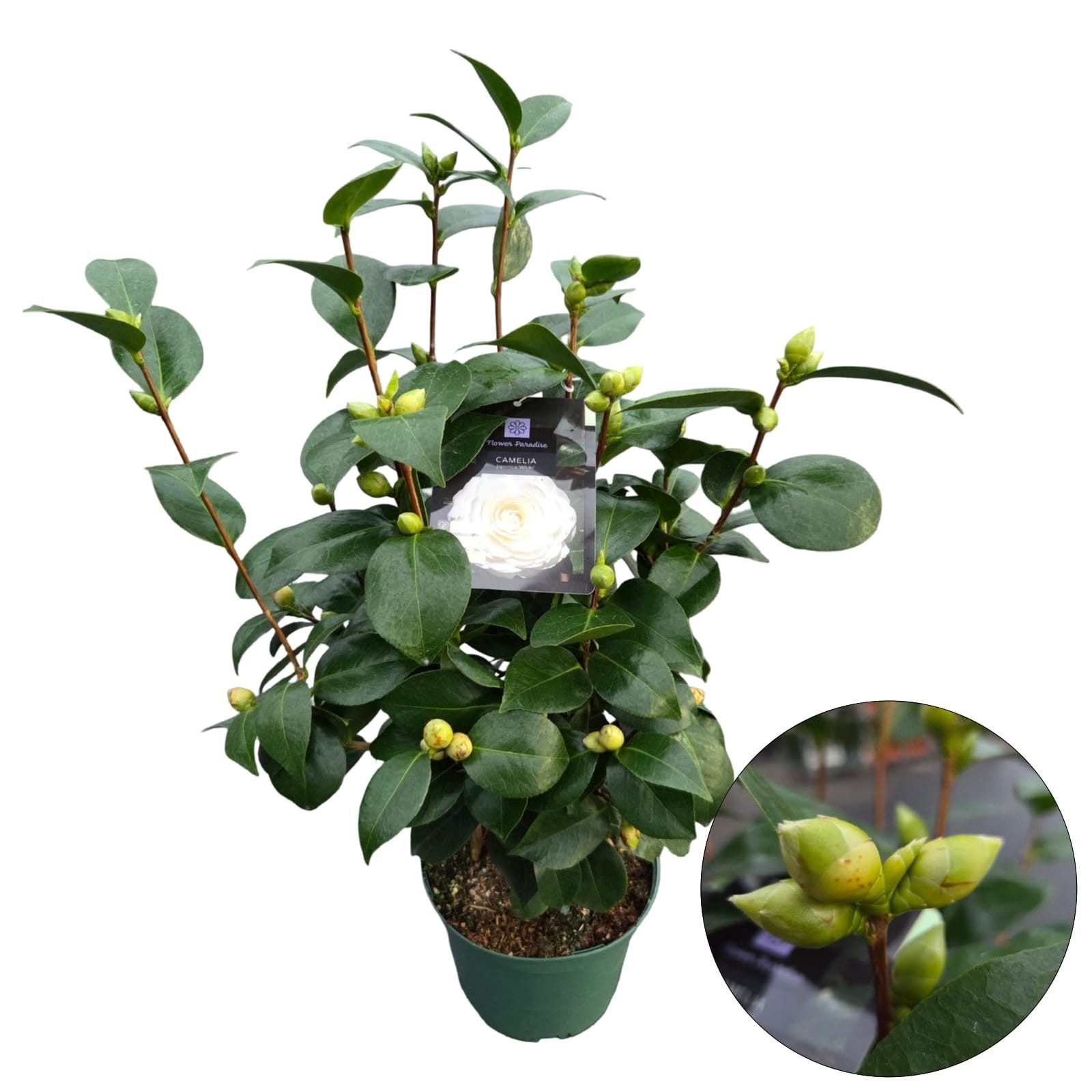 Camellia jap. 'White', D 23