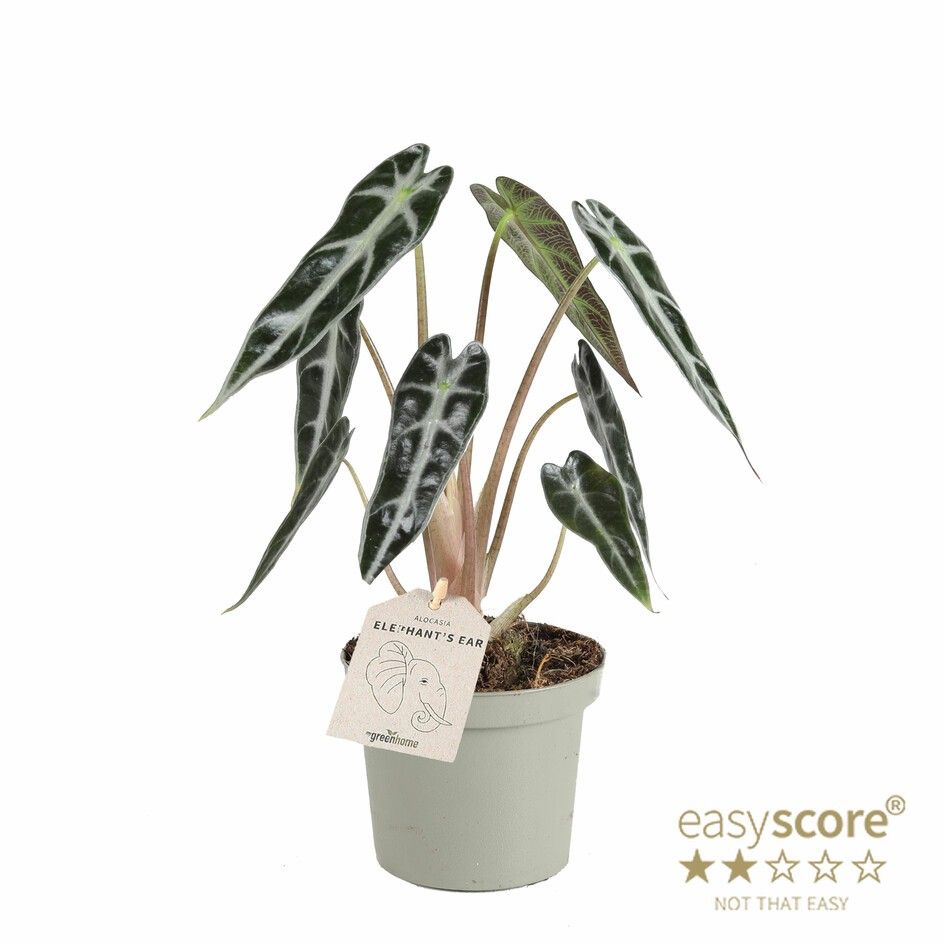 ALOCASIA X AMAZONICA 'Bambino', D 9