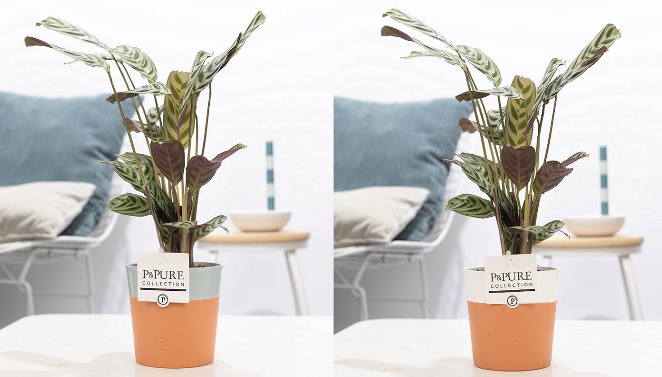 Ctenanthe Burle Marxii in P&PURE Terra Cotta 4 ass.2, D 12