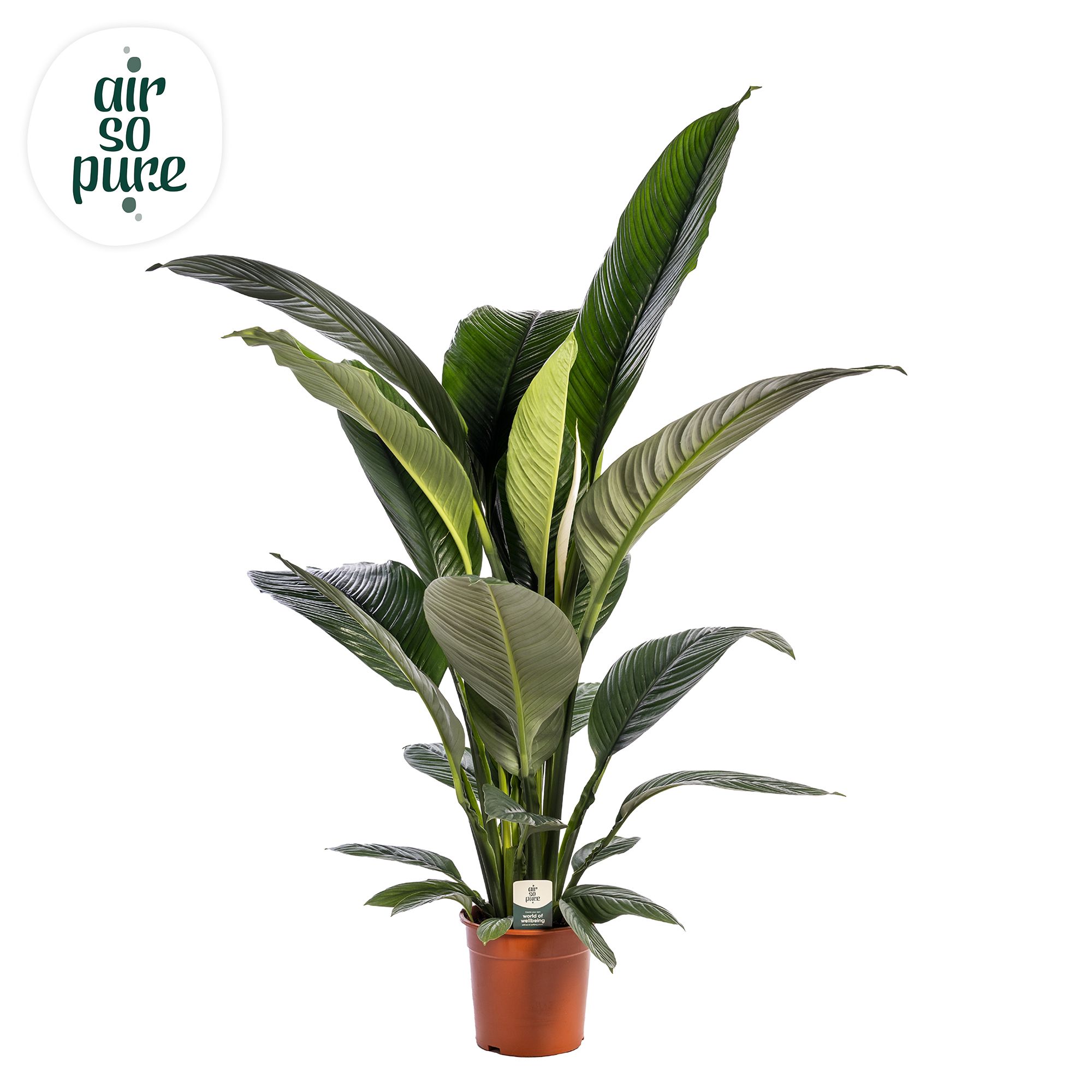 Spathiphyllum 'Sensation' ASP, D 24