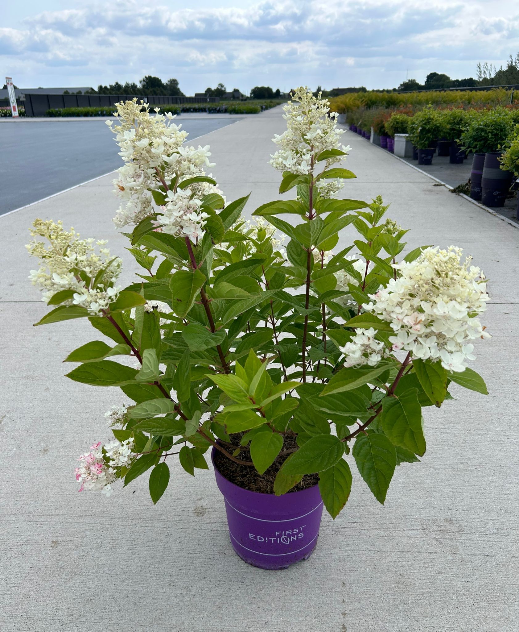 Hydrangea pan. 'Tickled Pink' - P27 - First Editions, D 27