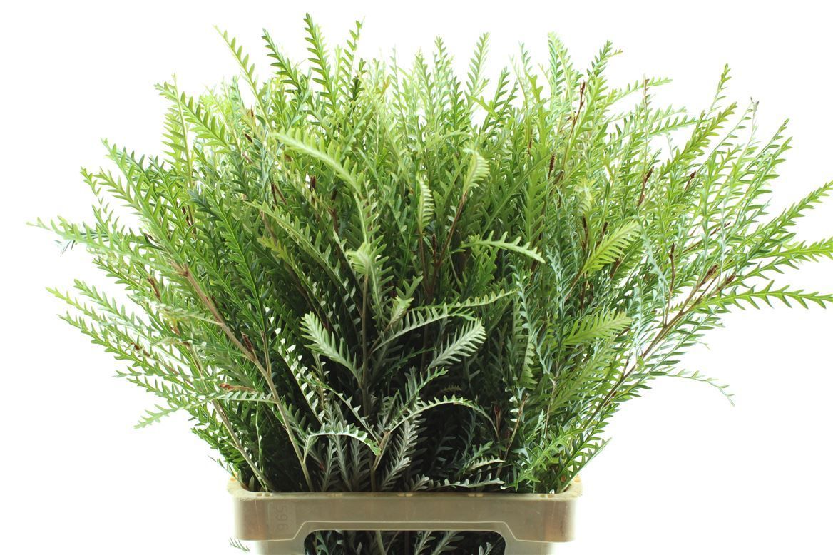 Гревиллея Айвенго Бронз 70, шт.