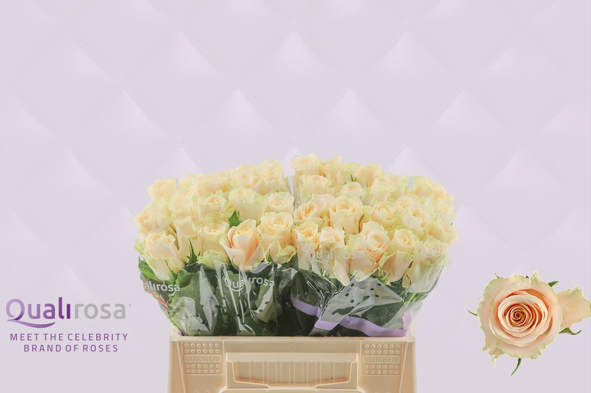 Роза од. Шарман 35, шт.