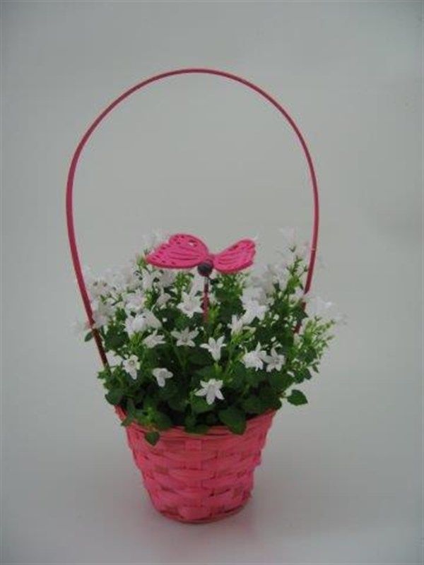 Campanula White Ocean Basket Pink Butterfly, D 11