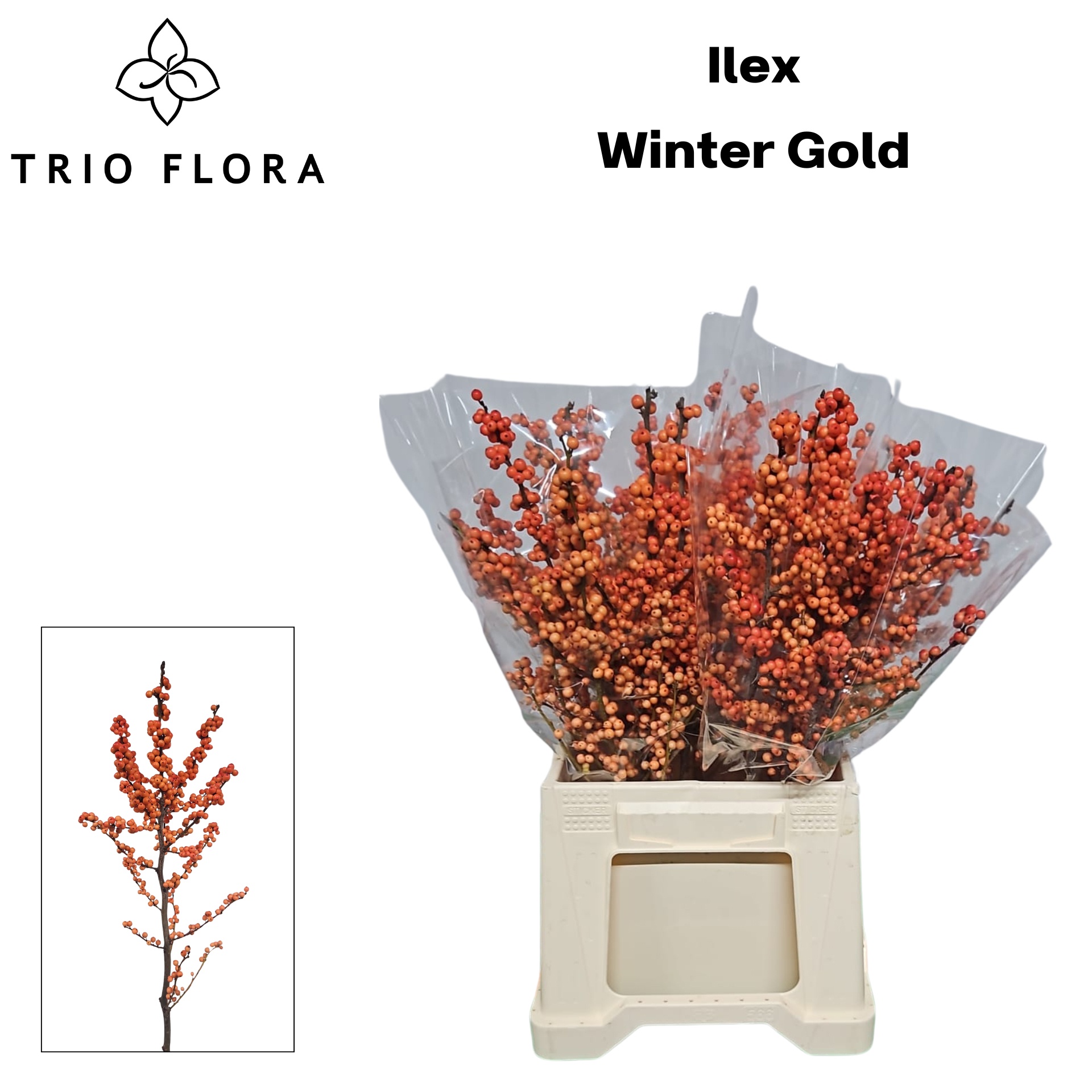 Илекс Винтер Голд 50, шт.