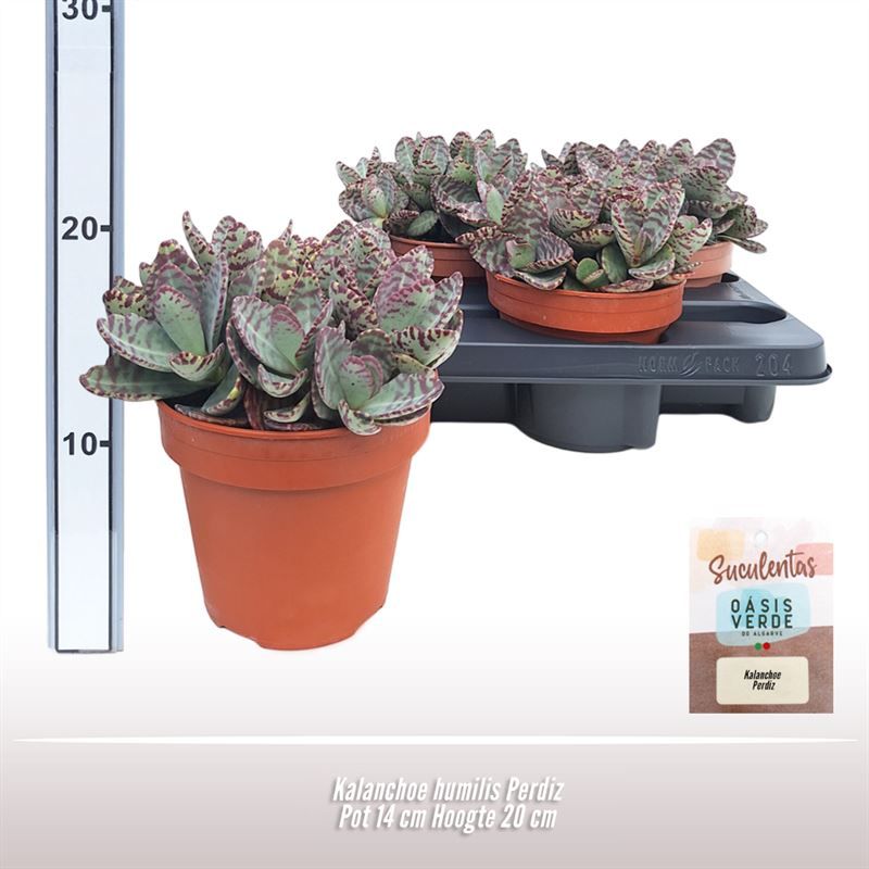 Kalanchoe humilis Perdiz, D 14