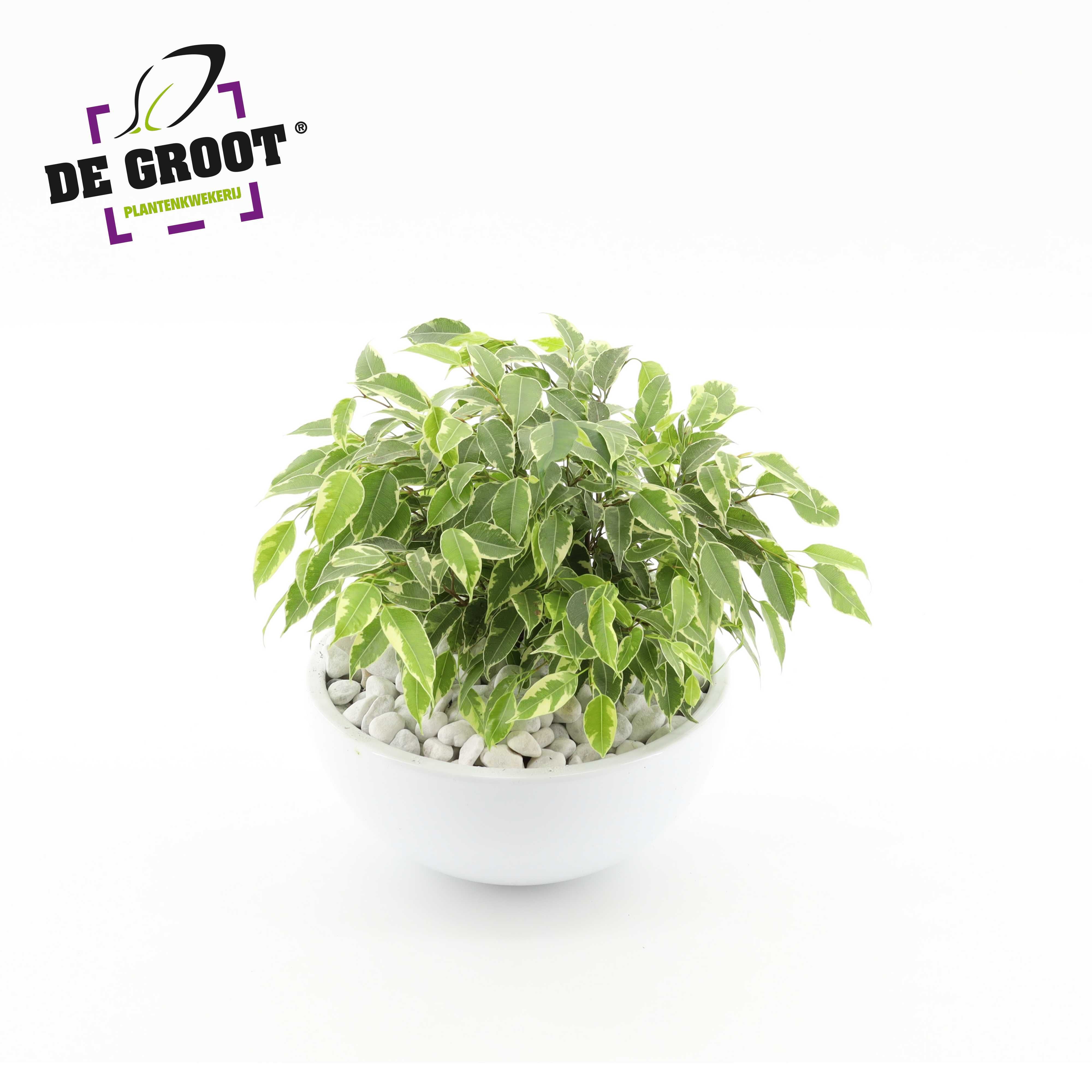 Arrangement Ficus kinky in schaal, D 22