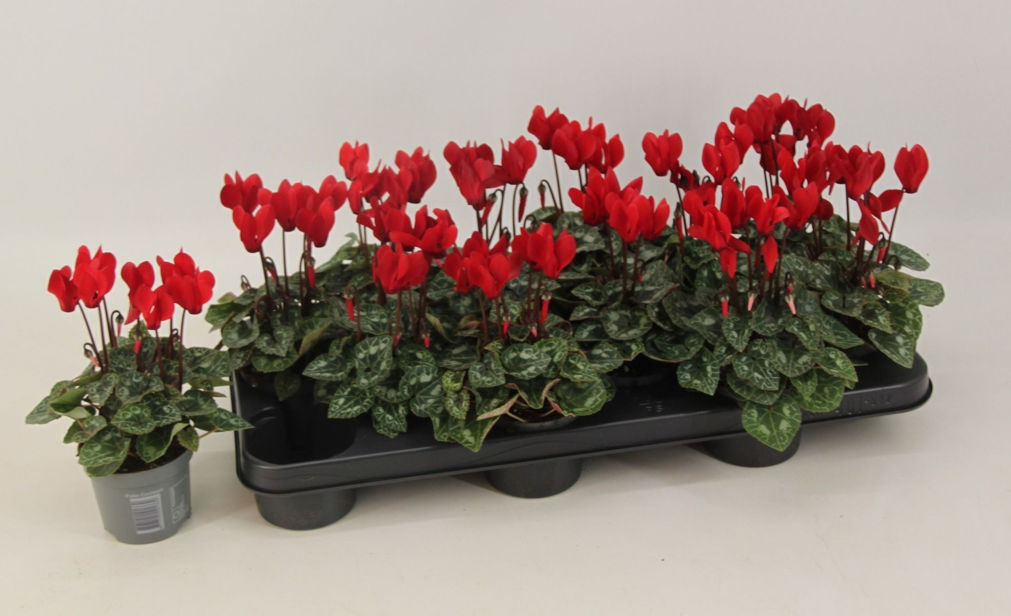 Cyclamen Winfall Scarlet 9 cm, D 9 cm