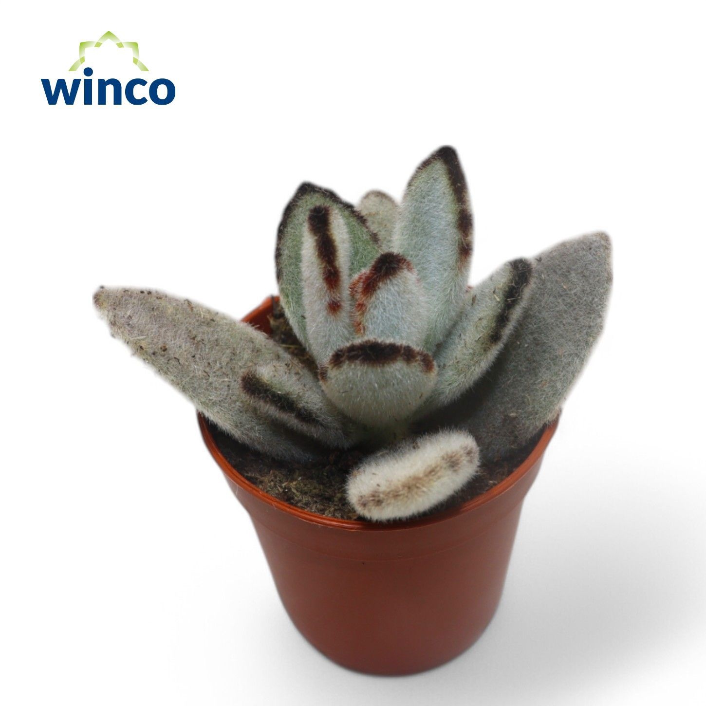 Kalanchoe Tomentosa, D 5,5