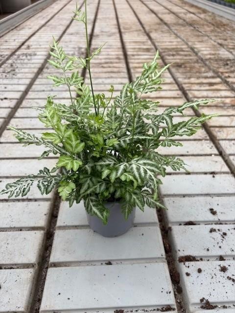 PTERIS ENSIFORMIS, D 11 cm