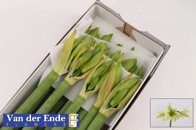 Амарилис Грин Вэлли (зел.) x15, шт.