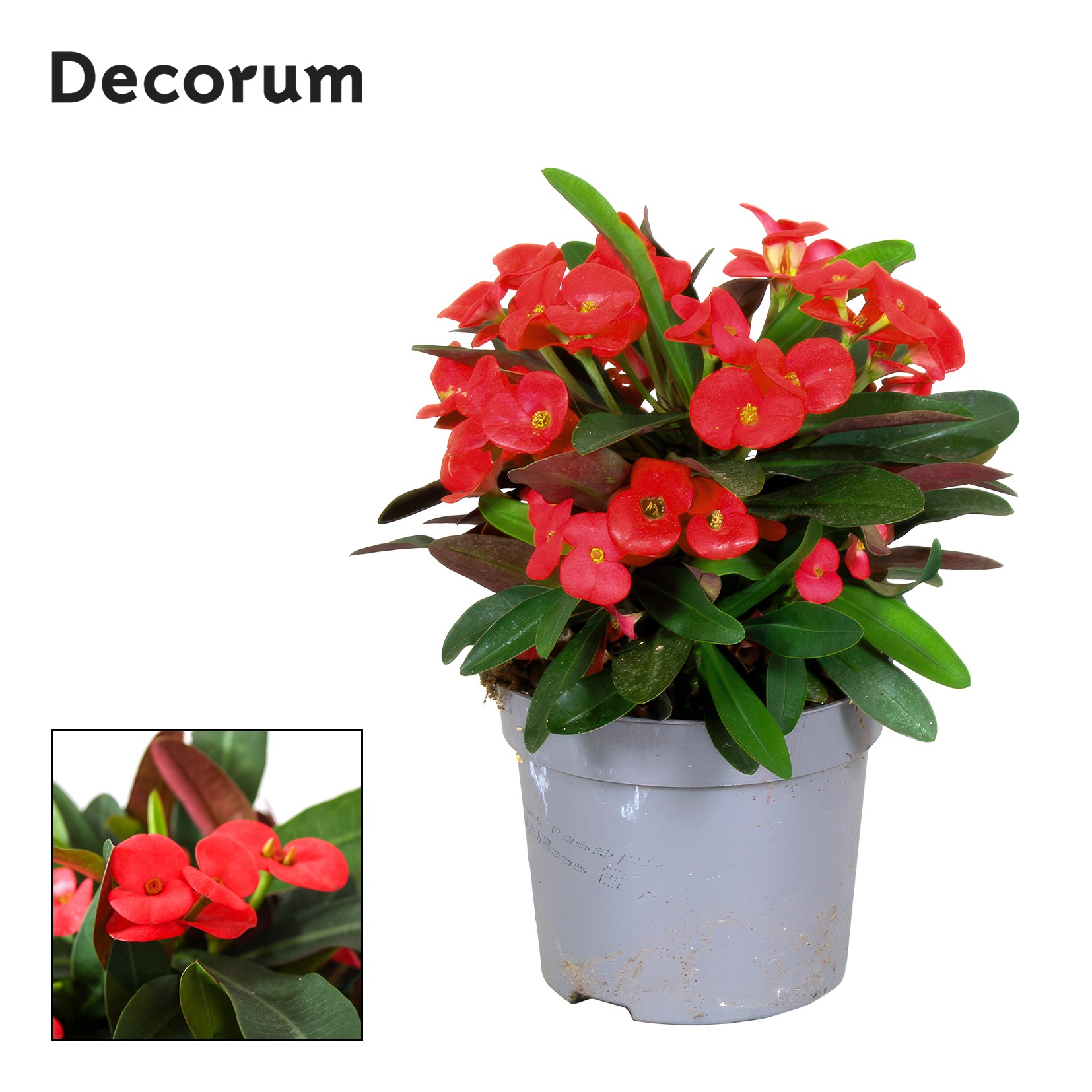 Euphorbia Milii Olympia Decorum, D 13 cm Euphorbia Milii Olympia Decorum, D 13 cm