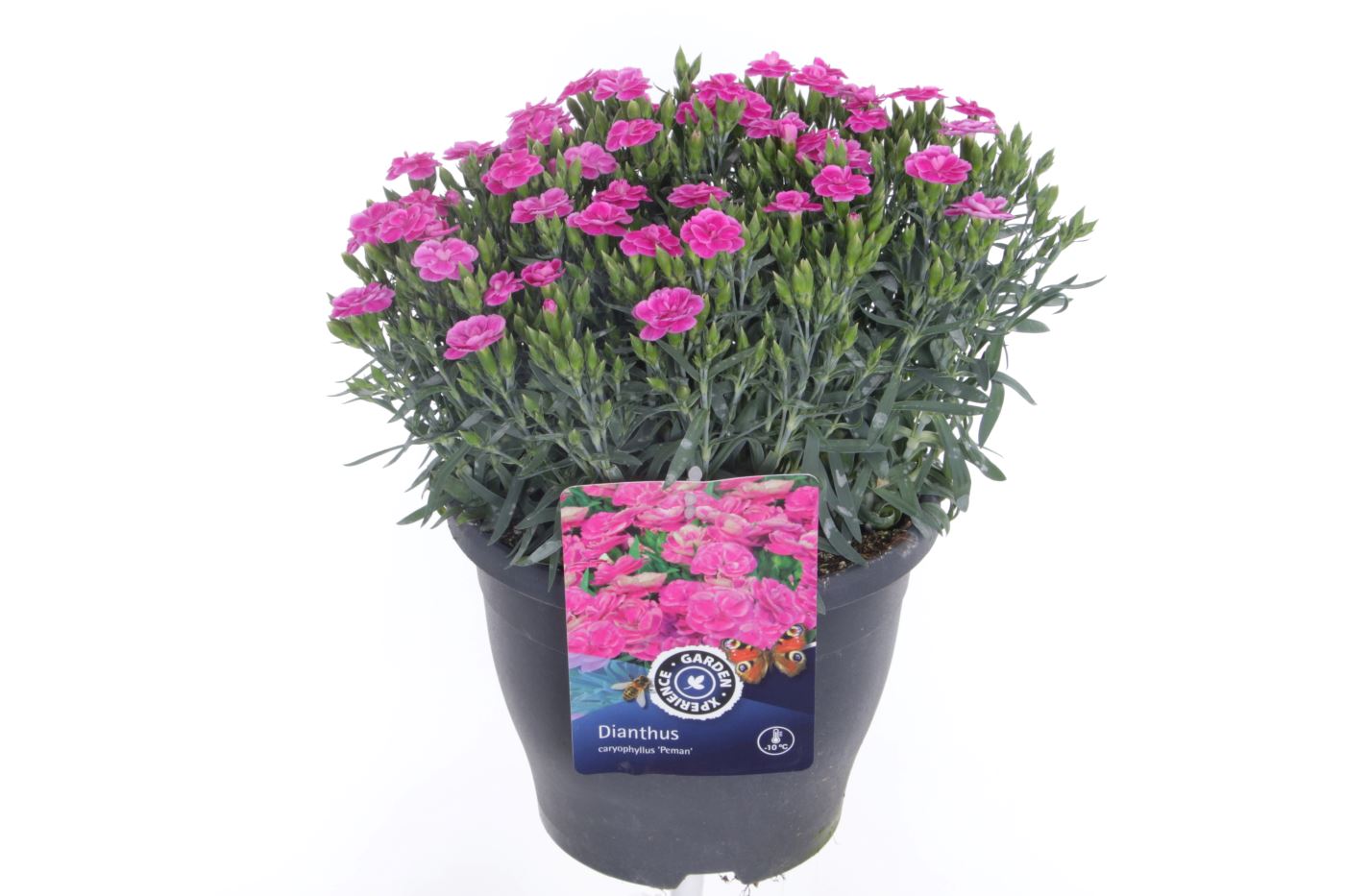 Dianthus caryophyllus Peman, D 23