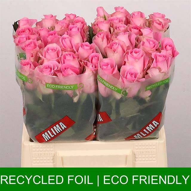 Роза од. Ривайвел 40, шт.