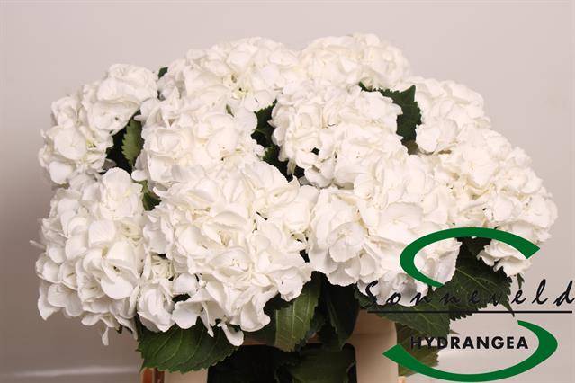 Гортензия Роял Принцесс 60, шт.