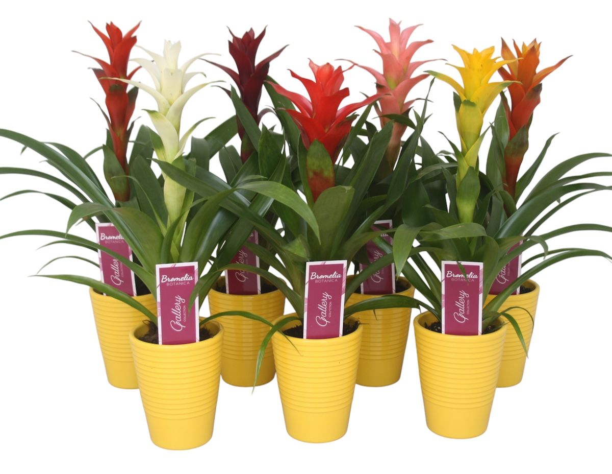 Guzmania gemengd in geel ribbel keramiek, D 11