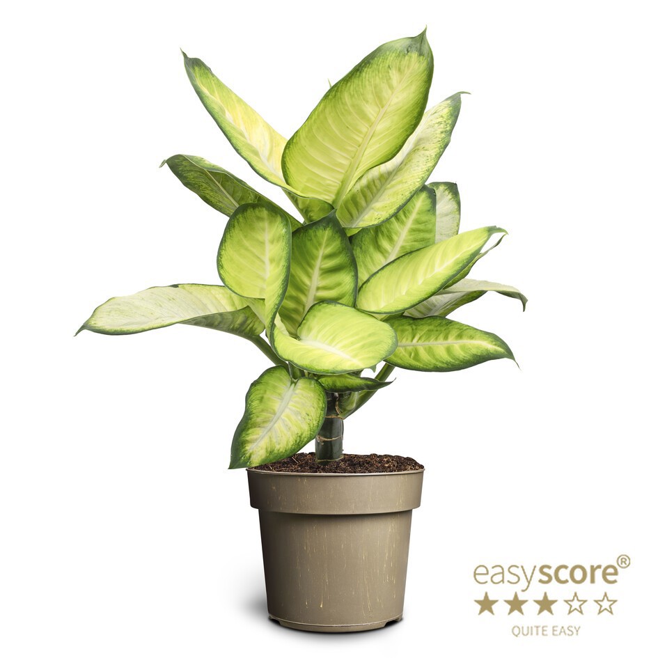 DIEFFENBACHIA MACULATA 'SUMMERSTYLE', D 17 cm