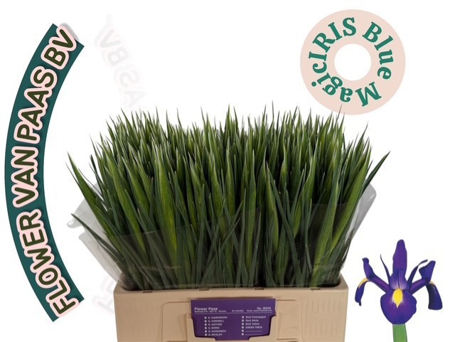 Ирис Блю Мэджик (син.), шт.