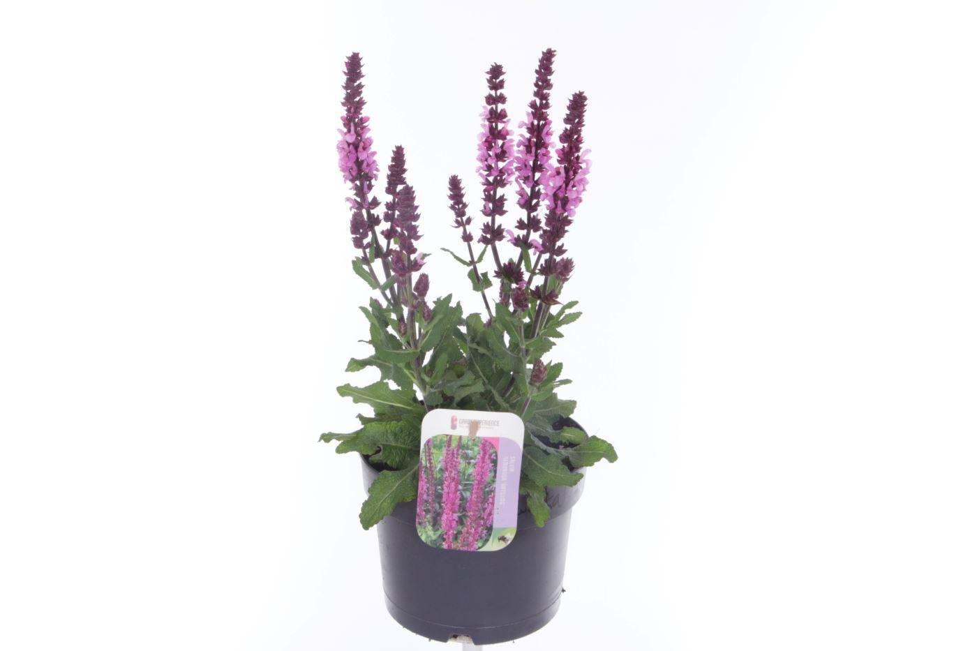 Salvia nemorosa Katsjing, D 17