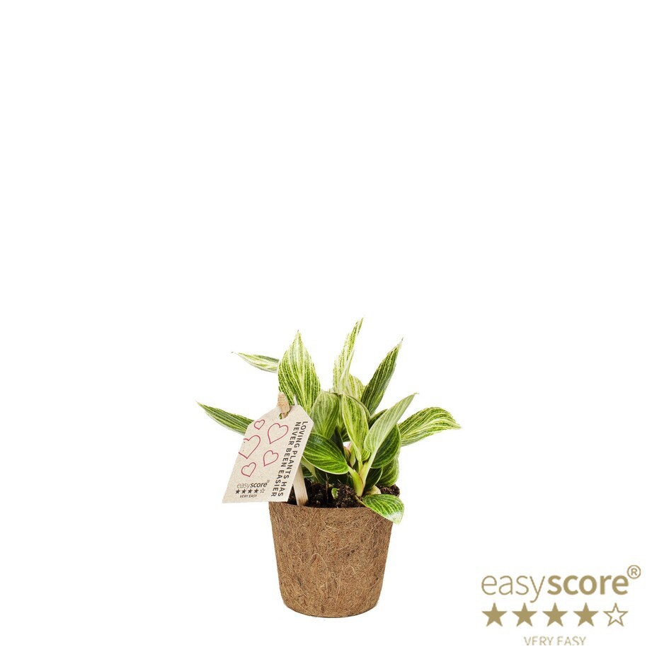 PHILODENDRON-HYBRID 'WHITE MEASURE' COCOZ, D 6 cm