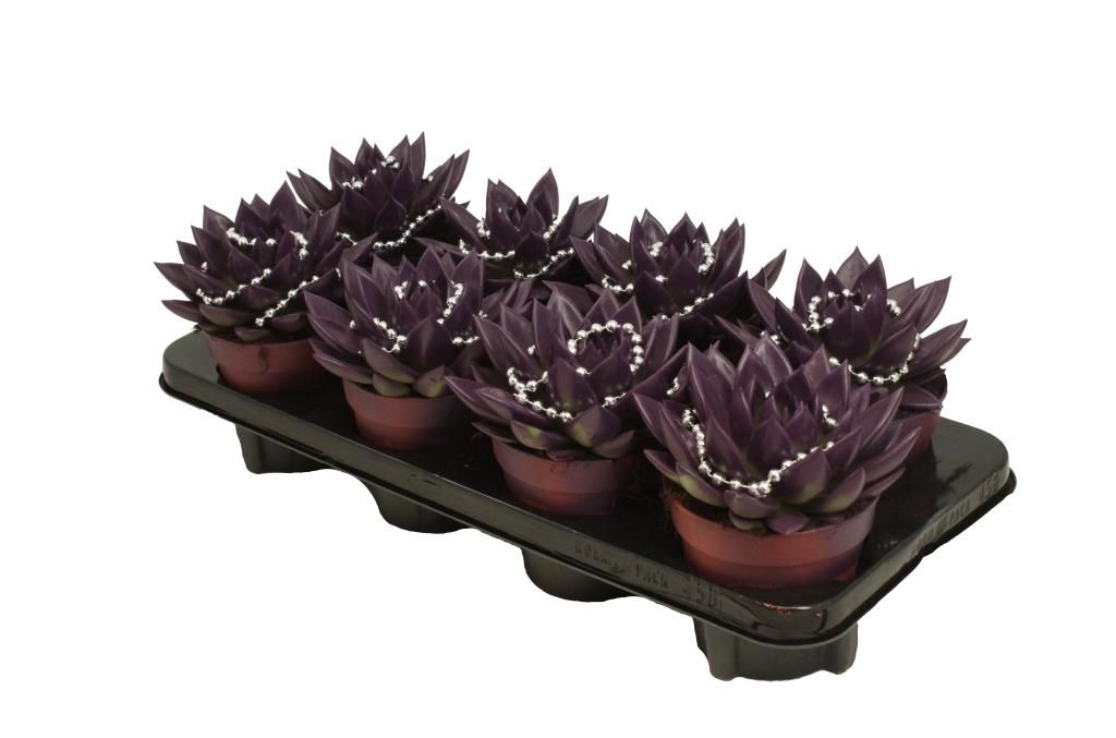 Miranda coloured dark purple + chain, D 12