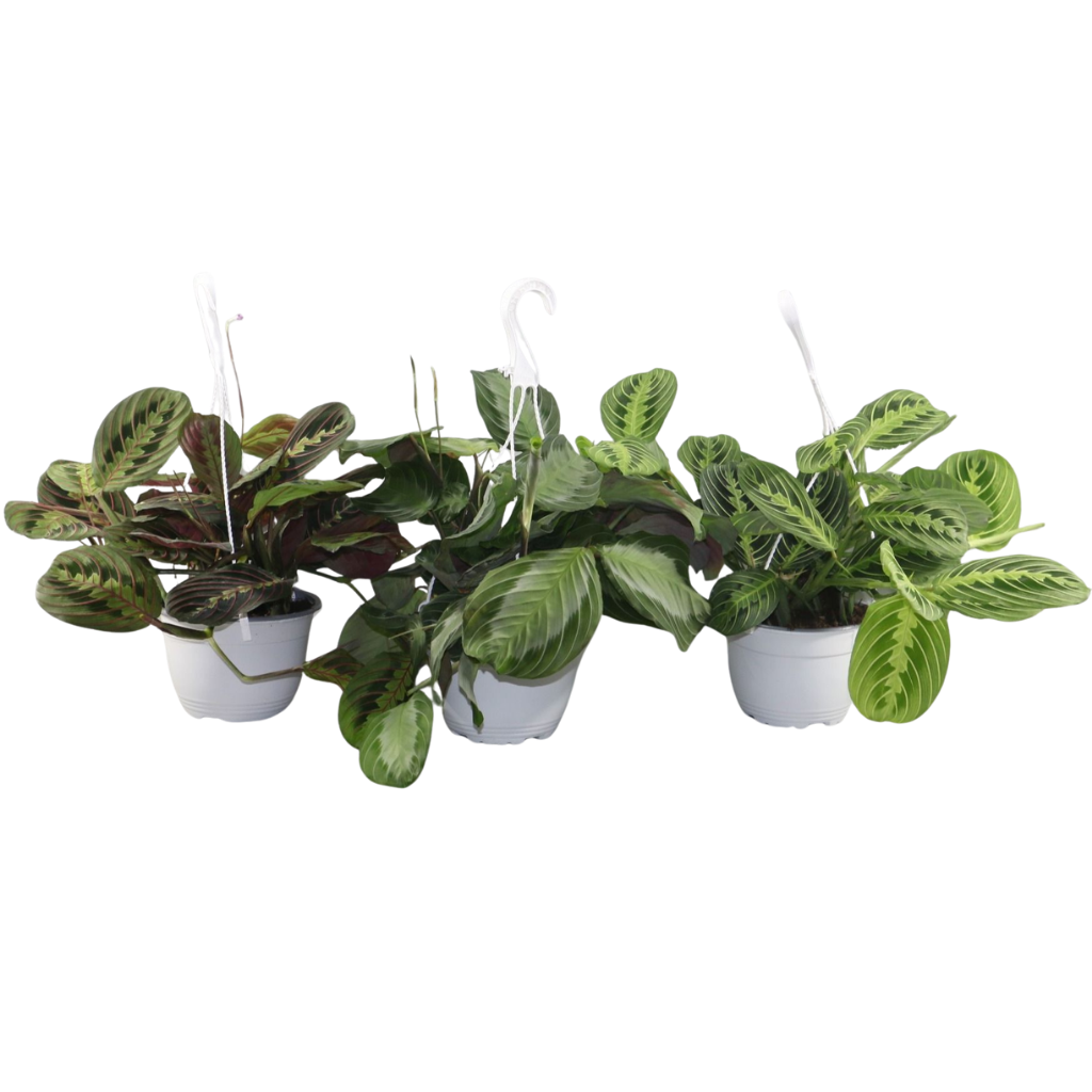 Maranta leuconeura 'Mix' hangpot, D 15
